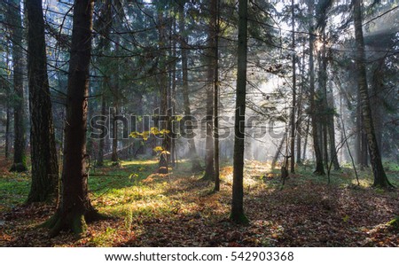 Misty autumnal coniferous stand in morning with sunbeams entering, Bialowieza Forest, Poland, Europe