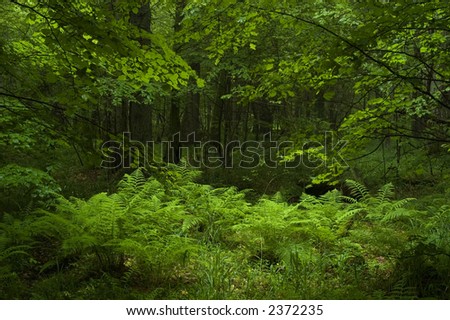 Group of fern inside dark deciduous forest, early summer in the Bialowieza Forest, Europe,Poland