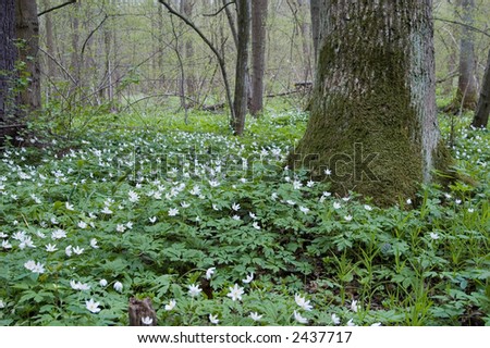 Spring anemone floral bed, deciduous forest, Europe,Poland, Bialowieza Forest