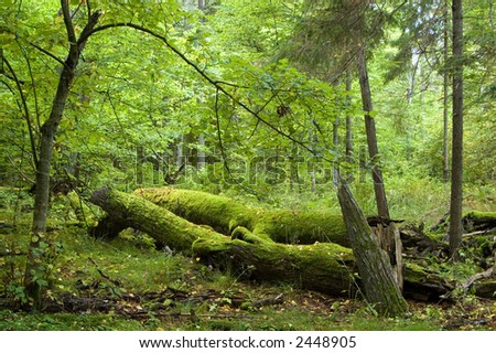 Old broken trees , summer forest,middle europe,poland,bialowieza forest