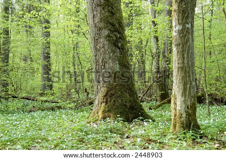 Spring anemone floral pattern, deciduous forest, Europe,Poland, Bialowieza Forest