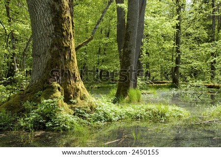 Trees and water, spring deciduous forest,middle europe,poland,bialowieza forest