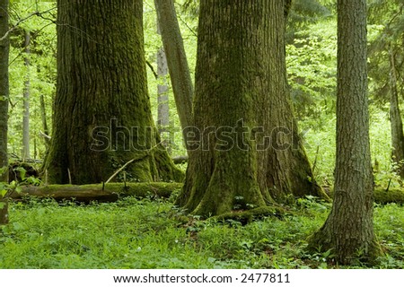 Two big trees in natural mixed forest,early summer, Europe,Poland,Bialowieza Forest