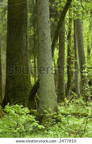Old  lyme tree and spruce in the mixed natural forest,middle europe,poland,bialowieza forest