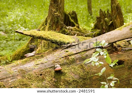 Fallen tree with some fungi laying on forest bottom,middle europe,poland,bialowieza forest