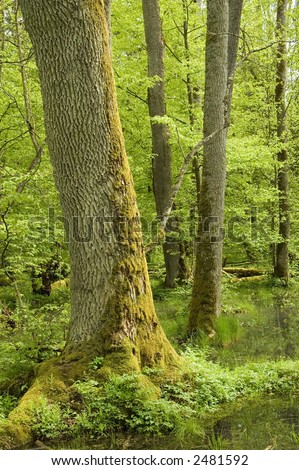 Old ash tree and water, spring deciduous forest,middle europe,poland,bialowieza forest