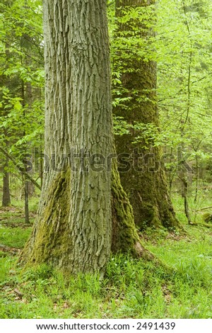 Two big oaks in natural deciduous forest,early summer, Europe,Poland,Bialowieza Forest