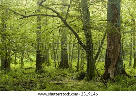Big old trees in natural deciduous forest,early summer, Europe,Poland,Bialowieza Forest