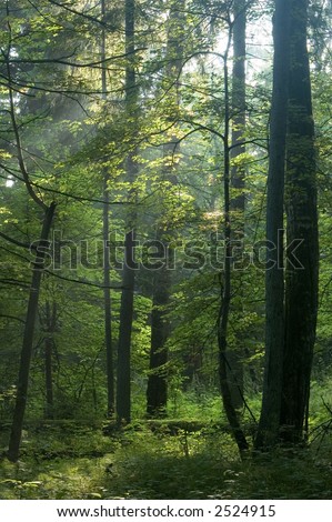 Sunny morning in the deciduous forest,middle europe, poland, bialowieza forest