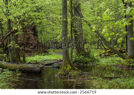 Old natural deciduous forest in the spring ,Bialowieza Forest,Europe