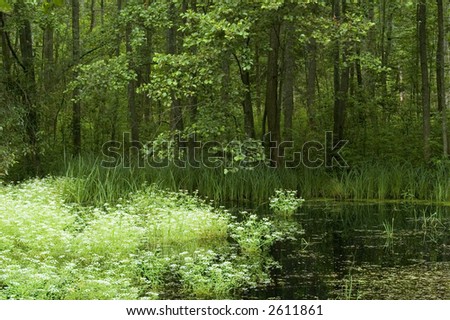Small natural forest pond, hide deep in the forest, middle europe,poland,bialowieza forest,