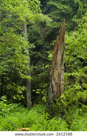 Old broken tree, summer forest,middle europe,poland,bialowieza forest