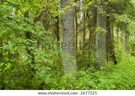 Old natural forest in the middle of summer, Europe,Poland,Bialowieza Forest