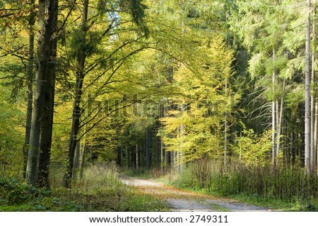 Ground road leading outside forest under canopy of the autumnal trees