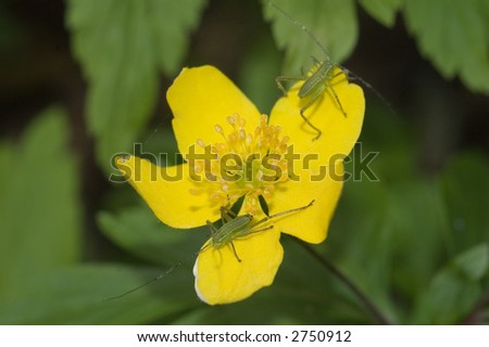 Two small insect warm-up on yellow anemone flower