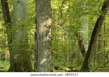 Old forest full of light, end of summer, boreal forest, poland,europe