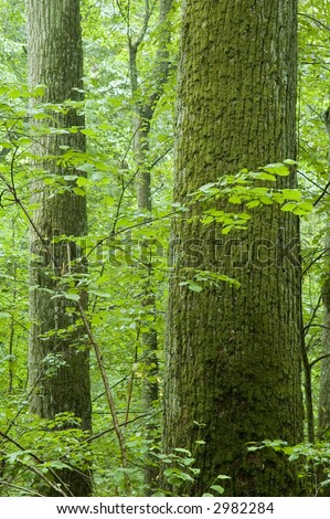 Two old oaks in summer forest,europe,poland,bialowieza forest