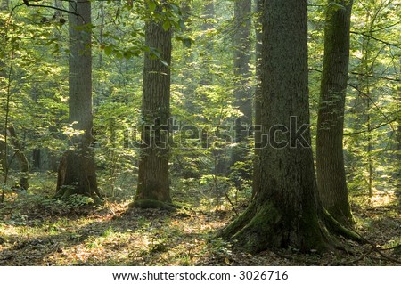 Old forest in the morning,end of summer, boreal forest, poland,europe