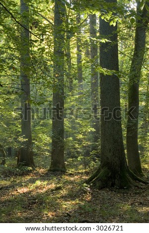 Old forest in the morning,end of summer, boreal forest, poland,europe