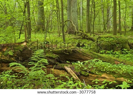 Broken tree laying on forest bottom covered by moss,middle europe,poland,bialowieza forest