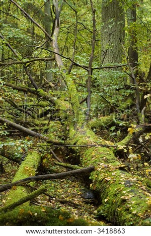 Fallen tree laying on forest bottom,middle europe,poland,bialowieza forest