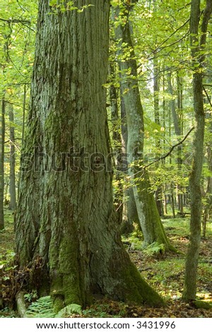 Giant old lyme tree,deciduous middle europe forest