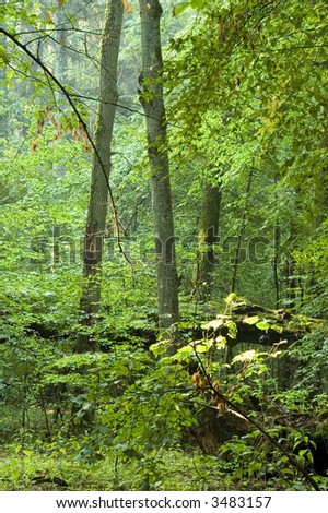 Summer forest in the morning,rain after,europe,poland,bialowieza forest