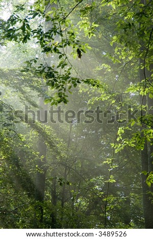 Sunny morning in the deciduous forest,middle europe, poland, bialowieza forest
