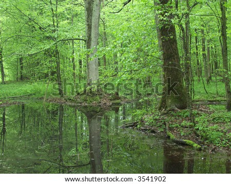 Spring fresh green trees reflecting in water