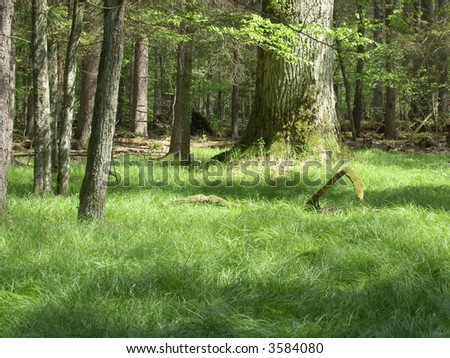 Early summer old forest with green grass in foreground