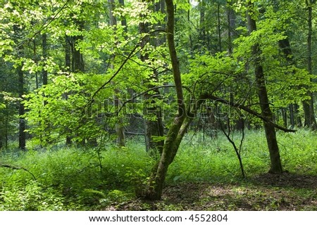 Young linden illuminated by midday sun in natural deciduous forest,summertime,european forest