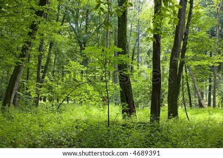 Sunny summer midday in natural deciduous forest, nature reserve, national park,poland,bialowieza forest