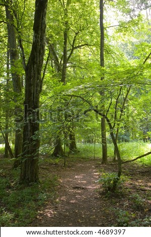 Shady path in natural deciduous forest, nature reserve, national park,poland,bialowieza forest
