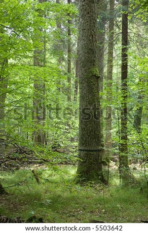 Big old oak black strip marked in forest against illuminated leaves