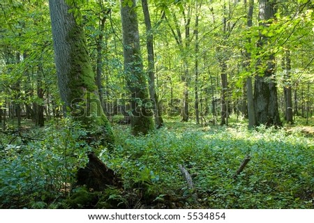 Old forest full of light, end of summer, boreal forest, poland,europe