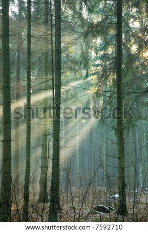 Light entering foggy forest at early winter sunset