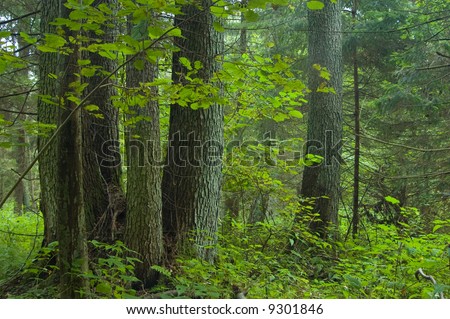 Group of old alder trees inside european temperate forest of natural origin