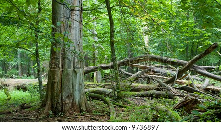 Old natural forest with dead wood