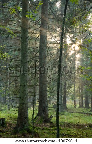 Autumnal coniferous forest rain after with sunbeam entering misty forest.
