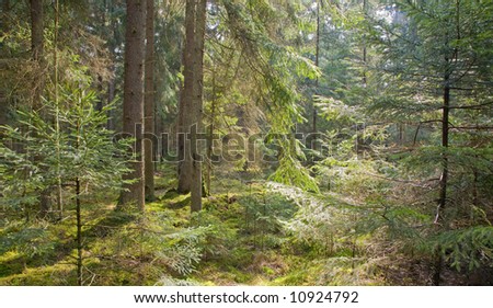 Moss On Ground