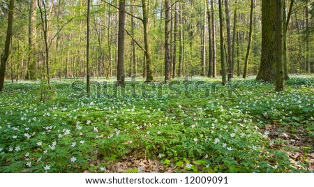 Springtime anemone floral bed at deciduous forest, european temperate forest, bialowieza