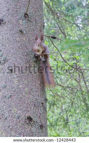 Tree squirrel on branch