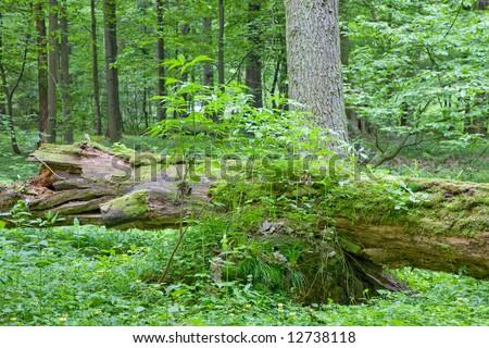 Partly declined dead tree lying among forest plants with elderberry bush in foreground