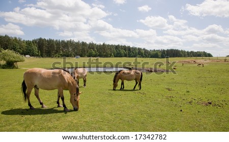 Przewalski Horse at captive breeding, Kadzidlowo Poland