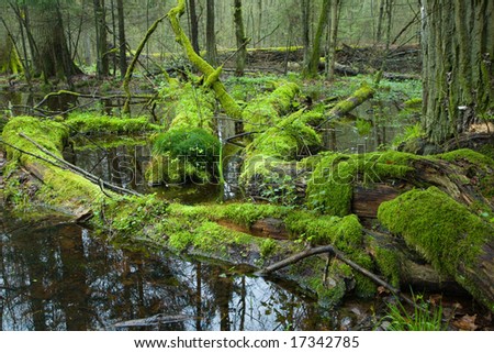 Dead tree trunks lying in water moss wrapped