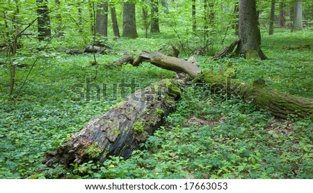 Partly declined dead tree lying among forest herbs