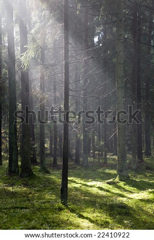 Sunlight entering misty coniferous forest just rain after