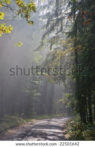 Sunny morning in the coniferous forest,middle europe, poland, bialowieza forest