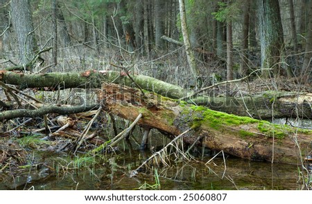 Almost decomposed alder tree trunk lying in water with blured forest in background