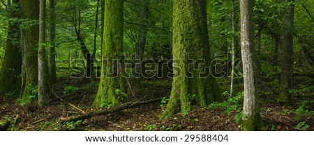 Deciduous forest with old tree moss wrapped in foreground,poland,podlasie,landscape reserve of Bialowieza Forest